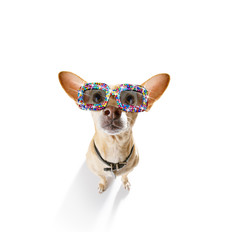 dog with funny   fancy  sunglasses