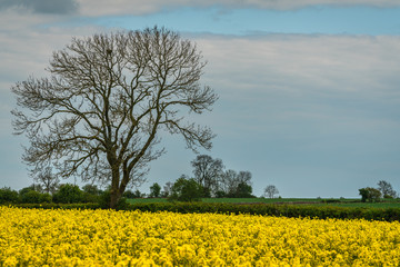 Cotswolds, United Kingdom - May 5, 2019 : A lonely tree in the rapeseed fields of the Cotswolds