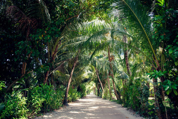 Obraz premium Tropical green leaves on dark background.