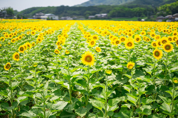 ひまわり畑　香川県まんのう町
