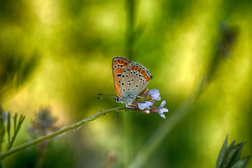 Closeup   beautiful butterfly sitting on flower.