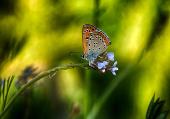 Closeup   beautiful butterfly sitting on flower.