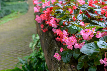 Close up of Beautiful Begonia flower blossoming in the garden.