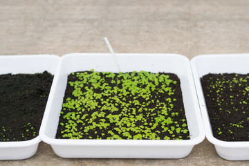 Group of green sprouts growing in white box in the nursery.