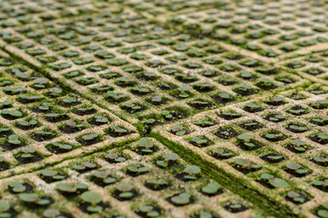Group of green sprouts growing in the nursery(Selective focus).