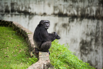 a monkey at the zoo is sitting on the fence and looking at the camera. Animals in captivity sit in cages