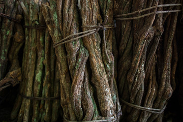 close up chopped stalks of ayahuasca creeper bound and ready to cook. Herbal medicine. woody vine. liana of the soul 