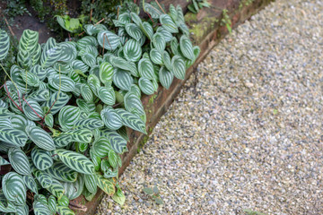 Calathea zebrina (The zebra plant) and Gravel in garden in Thailand (Selective focus) with copy space. - 277351144
