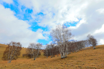 Inner Mongolia Ulan grassland scenery white birch