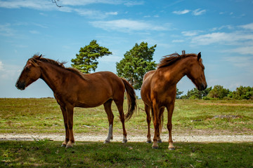 Obraz premium New Forest Ponies