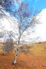 Fototapeta na wymiar Inner Mongolia Ulan grassland scenery white birch
