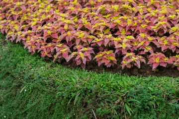 Coleus or Painted nettle with green grass in garden.