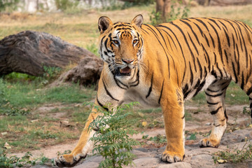 Royal Bengal tiger Looking aggressively into the distance at Zoo