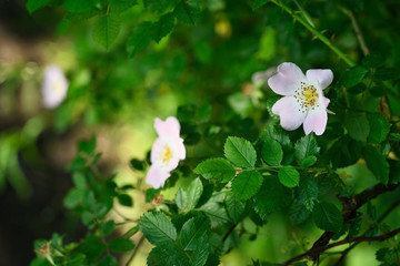 Flower of wild rose and green leaves.