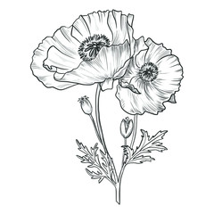 Sketch pen and ink vintage poppy bouquet illustration, draft silhouette drawing, black isolated on white background. Botanical graphic etching design.