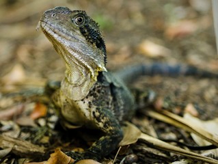 Eastern Water Dragon