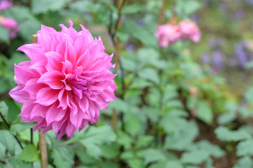 Close up of Pink Dahlia flower in garden.