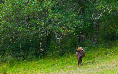 WISENT or EUROPEAN BISON - BISONTE EUROPEO (Bison bonasus) © JUAN CARLOS MUNOZ