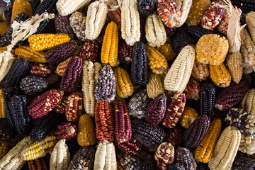 Multi colored corn cobs at a market. Close up of decorative corn. Different types of corn in a...