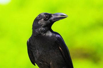 新緑の中のハシブトガラス