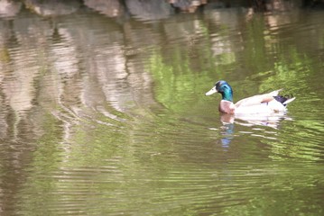 池を泳ぐマガモ