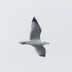 close-up flying yellow-legged gull (larus michahellis)