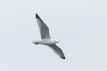 isolated flying yellow-legged gull (larus michahellis)