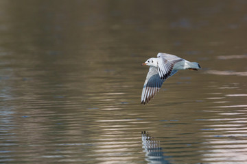 black-headed gull (larus ridibundus) in flight over water surface