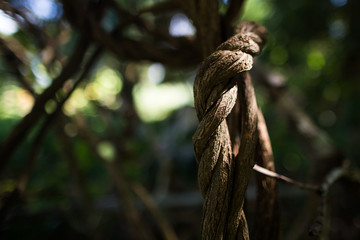 liana grows under the sun in the Amazon jungle. Banisteriopsis caapi vine. Tradtional plant medicine. liana of the soul, liana of the dead, spirit liana. woody vine. Shamans and ceremonies in Peru