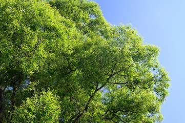 A view into a willow crown with a blue sky.