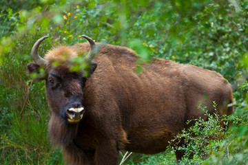 WISENT or EUROPEAN BISON - BISONTE EUROPEO (Bison bonasus) © JUAN CARLOS MUNOZ