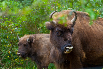 WISENT or EUROPEAN BISON - BISONTE EUROPEO (Bison bonasus) © JUAN CARLOS MUNOZ