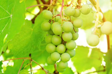 vine branch