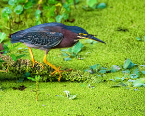 Green Heron in the Everglades