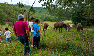WISENT or EUROPEAN BISON - BISONTE EUROPEO (Bison bonasus), San Cebrián de Mudá, Palencia, Castilla y León, Spain, Europe © JUAN CARLOS MUNOZ