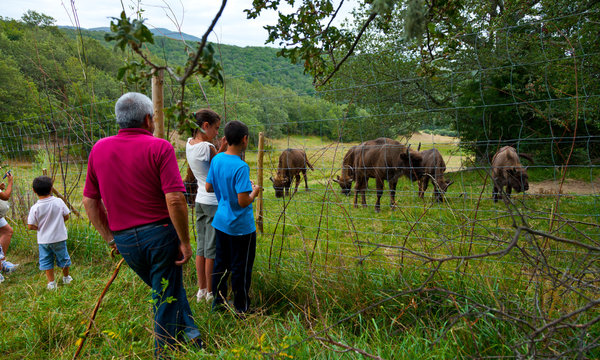 WISENT or EUROPEAN BISON - BISONTE EUROPEO (Bison bonasus), San Cebri&aacute;n de Mud&aacute;, Palencia, Castilla y Le&oacute;n, Spain, Europe