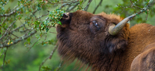 WISENT or EUROPEAN BISON - BISONTE EUROPEO (Bison bonasus) © JUAN CARLOS MUNOZ