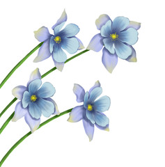 Fototapeta na wymiar Beautiful Sky Blue flower isolated on white background