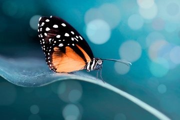 Closeup   beautiful butterfly sitting on flower.