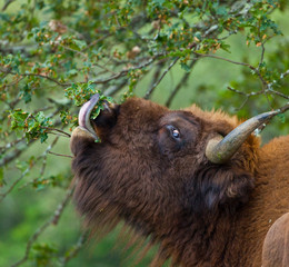 WISENT or EUROPEAN BISON - BISONTE EUROPEO (Bison bonasus) © JUAN CARLOS MUNOZ