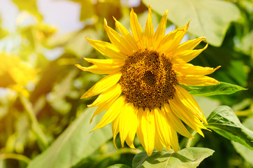 Obraz premium sunflower in the field