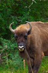 WISENT or EUROPEAN BISON - BISONTE EUROPEO (Bison bonasus)