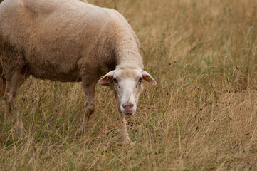 Obraz premium The sheep in the meadow grass the grass and looks right into the camera