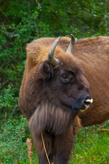 WISENT or EUROPEAN BISON - BISONTE EUROPEO (Bison bonasus) © JUAN CARLOS MUNOZ