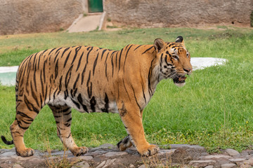 Bengal Tiger Walking in the Zoo