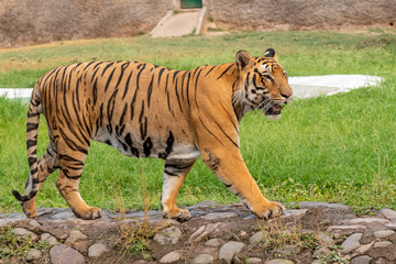 Bengal Tiger Walking in the Zoo