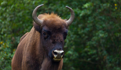 WISENT or EUROPEAN BISON - BISONTE EUROPEO (Bison bonasus) © JUAN CARLOS MUNOZ