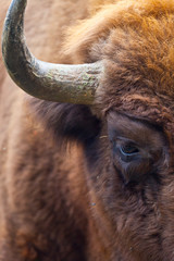 WISENT or EUROPEAN BISON - BISONTE EUROPEO (Bison bonasus) © JUAN CARLOS MUNOZ