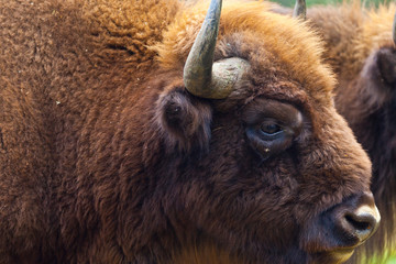 WISENT or EUROPEAN BISON - BISONTE EUROPEO (Bison bonasus) © JUAN CARLOS MUNOZ