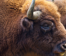 WISENT or EUROPEAN BISON - BISONTE EUROPEO (Bison bonasus) © JUAN CARLOS MUNOZ